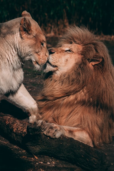 Dieren